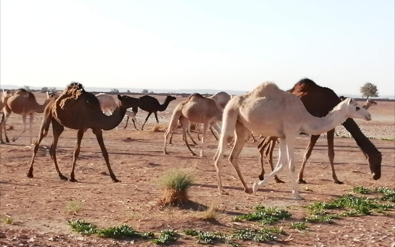 محاميد الغزلان Kasbah Les Alizes Du Desert المظهر الخارجي الصورة